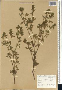 Stylosanthes fruticosa (Retz.)Alston, Africa (AFR) (Mali)