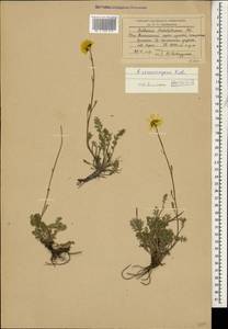 Archanthemis marschalliana subsp. sosnowskyana (Fed.) Lo Presti & Oberpr., Caucasus, South Ossetia (K4b) (South Ossetia)