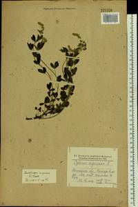 Cytisus nigricans L., Eastern Europe, South Ukrainian region (E12) (Ukraine)