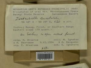 Iwatsukiella leucotricha (Mitt.) W.R. Buck & H.A. Crum, Bryophytes, Bryophytes - Permsky Krai, Udmurt Republic, Sverdlovsk & Kirov Oblasts (B8) (Russia)