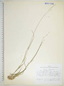 Poa urssulensis Trin., Siberia, Russian Far East (S6) (Russia)