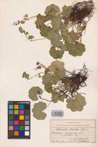 Alchemilla, Eastern Europe, Eastern region (E10) (Russia)