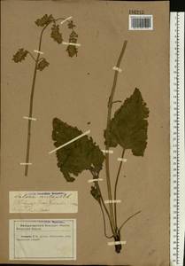 Salvia nutans L., Eastern Europe, North Ukrainian region (E11) (Ukraine)