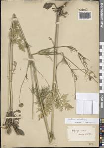 Scabiosa ochroleuca L., Eastern Europe, South Ukrainian region (E12) (Ukraine)