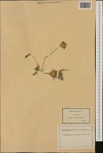 Saponaria caespitosa DC., Western Europe (EUR) (France)