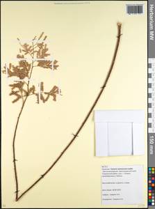 Tamarix ramosissima Ledeb., Caucasus, Krasnodar Krai & Adygea (K1a) (Russia)