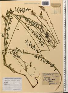 Onobrychis ruprechtii Grossh., Caucasus, North Ossetia, Ingushetia & Chechnya (K1c) (Russia)