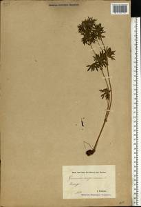 Geranium sanguineum L., Eastern Europe, Estonia (E2c) (Estonia)