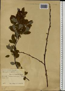 Salix aurita × starkeana, Eastern Europe, Central region (E4) (Russia)