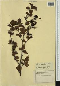 Alnus alnobetula subsp. alnobetula, Western Europe (EUR)