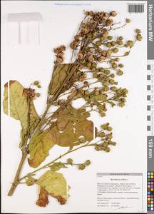 Nicotiana rustica L., Eastern Europe, Belarus (E3a) (Belarus)