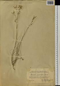 Eremogone saxatilis (L.) lkonn., Siberia, Western Siberia (S1) (Russia)