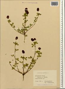 Trifolium spadiceum L., Caucasus, Stavropol Krai, Karachay-Cherkessia & Kabardino-Balkaria (K1b) (Russia)
