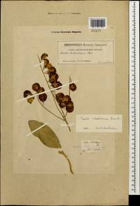 Isatis cappadocica subsp. steveniana (Trautv.) P.H. Davis, Caucasus, Georgia (K4) (Georgia)