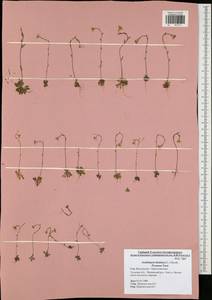 Arabidopsis thaliana (L.) Heynh., Eastern Europe, Central region (E4) (Russia)