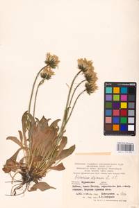 Hieracium alpinum L., Eastern Europe, Northern region (E1) (Russia)