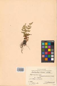 Oeosporangium kuhnii (Milde) Fraser-Jenk., Siberia, Russian Far East (S6) (Russia)