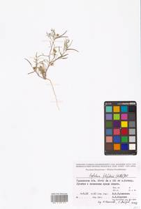 Leptaleum filifolium (Willd.) DC., Middle Asia, Caspian Ustyurt & Northern Aralia (M8) (Kazakhstan)
