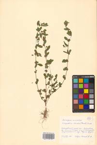 Kummerowia striata (Thunb.) Schindl., Siberia, Russian Far East (S6) (Russia)