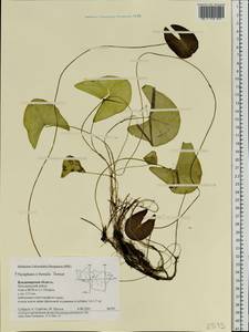 Nymphaea × borealis E. G. Camus, Eastern Europe, Central region (E4) (Russia)