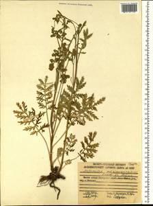 Artemisia maximovicziana (Schum.) Krasch. ex Poljakov, Siberia, Russian Far East (S6) (Russia)