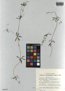 Galium uliginosum L., Siberia, Altai & Sayany Mountains (S2) (Russia)