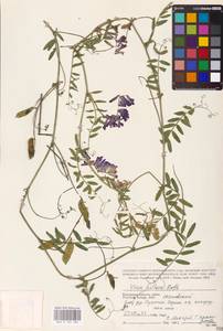Vicia villosa Roth, Eastern Europe, Central region (E4) (Russia)