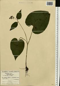 Symphytum cordatum Waldst. & Kit., Eastern Europe, West Ukrainian region (E13) (Ukraine)