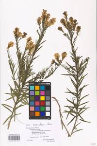 MHA 0 159 143, Linaria biebersteinii Besser, Eastern Europe, Central forest-and-steppe region (E6) (Russia)