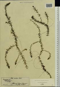 Elodea canadensis Michx., Eastern Europe, Central region (E4) (Russia)