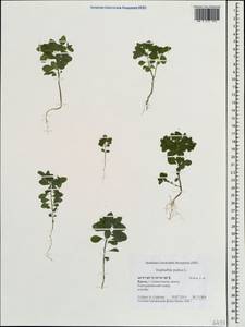 Euphorbia peplus L., Crimea (KRYM) (Russia)
