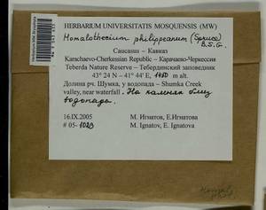 Homalothecium philippeanum (Spruce) Schimp., Bryophytes, Bryophytes - North Caucasus & Ciscaucasia (B12) (Russia)
