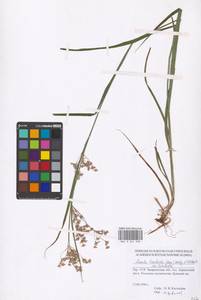 Luzula luzuloides (Lam.) Dandy & E.Willm., Eastern Europe, West Ukrainian region (E13) (Ukraine)