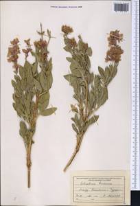Salvia bucharica Popov, Middle Asia, Syr-Darian deserts & Kyzylkum (M7) (Uzbekistan)