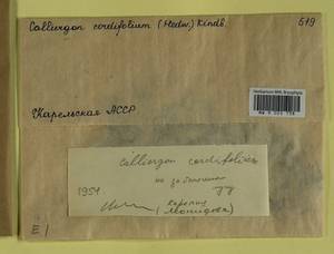 Calliergon cordifolium (Hedw.) Kindb., Bryophytes, Bryophytes - Karelia, Leningrad & Murmansk Oblasts (B4) (Russia)