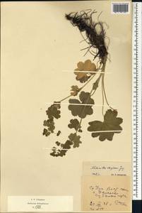 Alchemilla rhiphaea Juz., Eastern Europe, Eastern region (E10) (Russia)