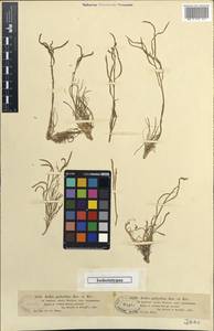 Rhammatophyllum pachyrhizum (Kar. & Kir.) O.E. Schulz, Middle Asia, Muyunkumy, Balkhash & Betpak-Dala (M9) (Kazakhstan)