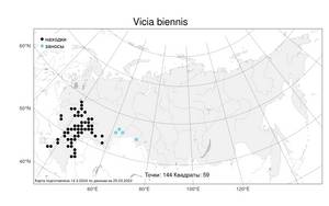 Vicia biennis L., Atlas of the Russian Flora (FLORUS) (Russia)