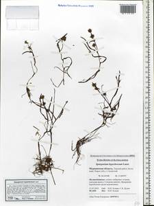 Sparganium hyperboreum Laest. ex Beurl., Eastern Europe, Northern region (E1) (Russia)