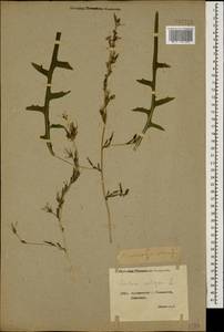 Lactuca saligna L., Caucasus, Georgia (K4) (Georgia)
