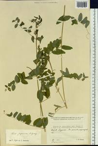 Vicia japonica A.Gray, Siberia, Russian Far East (S6) (Russia)