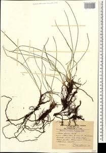 Carex dacica Heuff., Caucasus, South Ossetia (K4b) (South Ossetia)