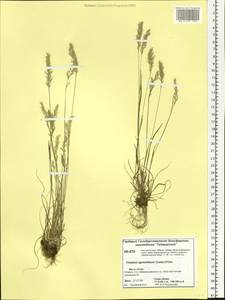 Koeleria subalpestris (Hartm.) Barberá, Quintanar, Soreng & P.M.Peterson, Siberia, Central Siberia (S3) (Russia)