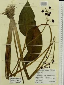 Sagittaria platyphylla (Engelm.) J.G.Sm., Eastern Europe, Moscow region (E4a) (Russia)