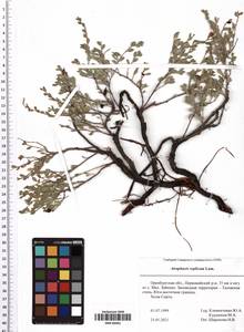 Atraphaxis replicata Lam., Eastern Europe, Eastern region (E10) (Russia)