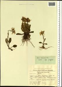 Tephroseris integrifolia subsp. tundricola (Tolm.) B. Nord., Siberia, Chukotka & Kamchatka (S7) (Russia)