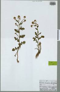 Barbarea vulgaris W. T. Aiton, Eastern Europe, Central region (E4) (Russia)