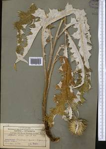 Alfredia nivea Kar. & Kir., Middle Asia, Northern & Central Tian Shan (M4) (Kazakhstan)