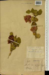Althaea, South Asia, South Asia (Asia outside ex-Soviet states and Mongolia) (ASIA) (China)