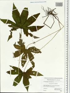 Filipendula digitata (Willd.) Bergmans, Siberia, Russian Far East (S6) (Russia)